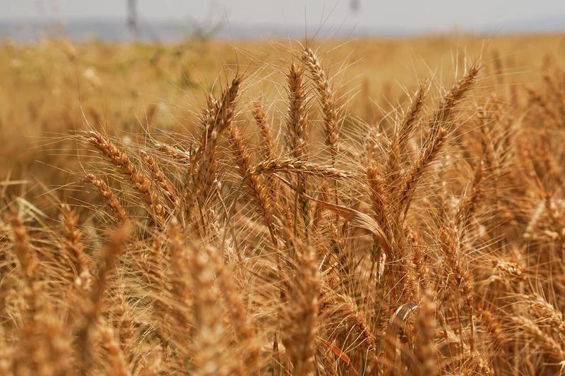 Los mercados agricolas internacionales y las politicas en septiembre 2026